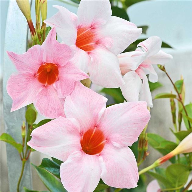 Mandevilla Sundaville Classic Cream Pink