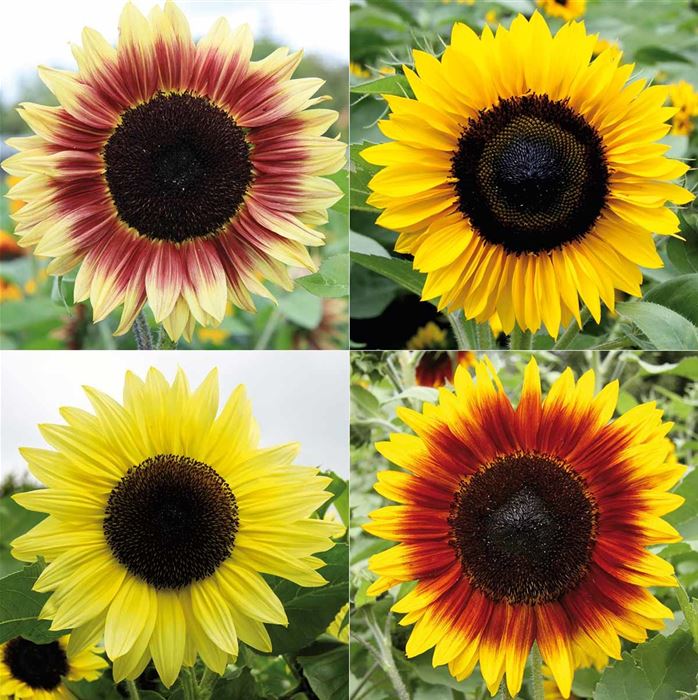 Sonnenblumen Dauerbl Hende Riesen Rumi Mix Helianthus Annuus