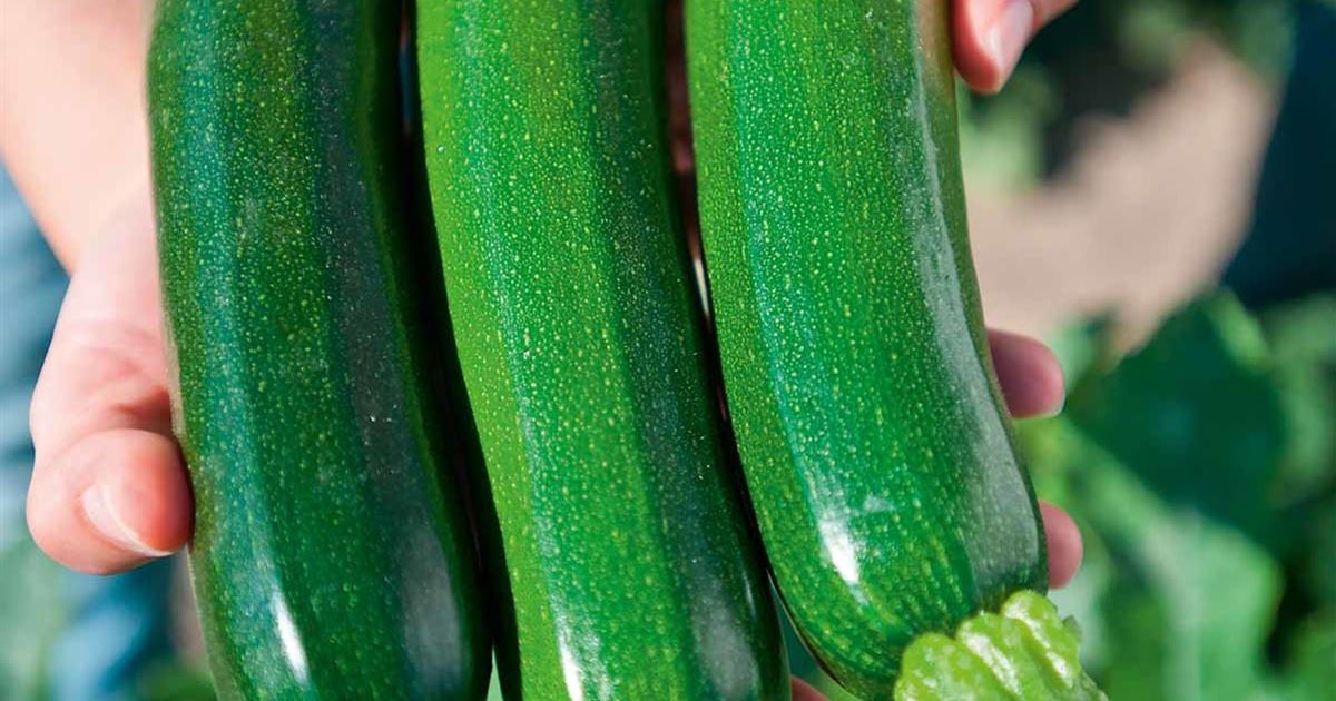 Zucchini 'Zodiac' F1, Cucurbita Pepo