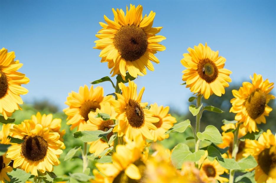 Sonnenblumen-1024x683.jpg