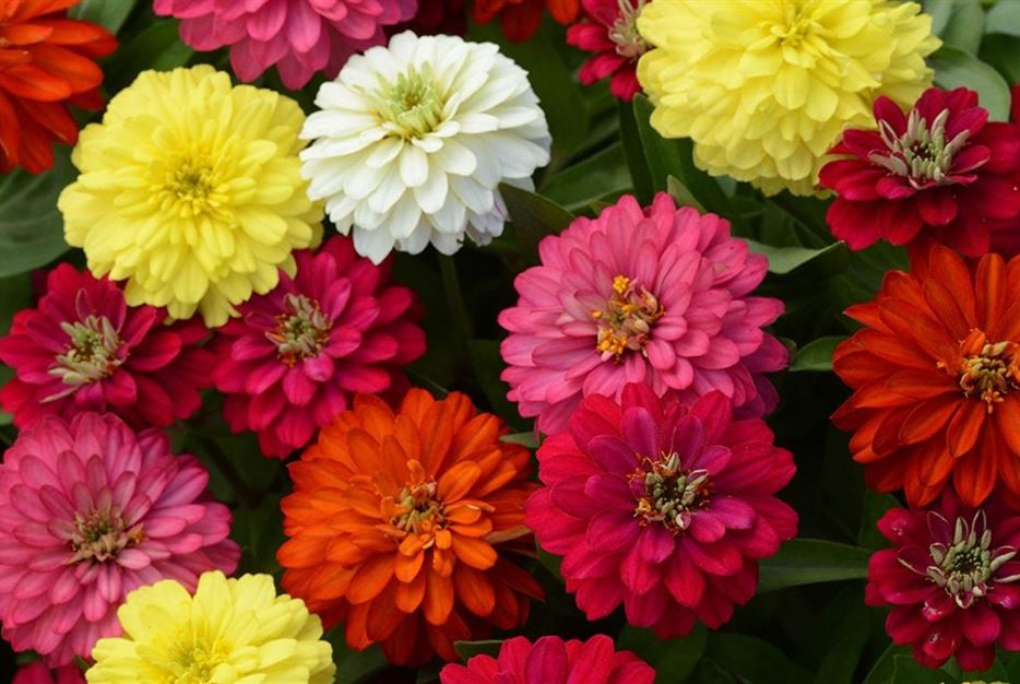 Zinnien-Zahara-1024x683.jpg