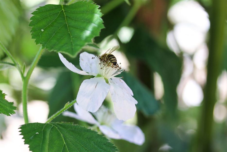 Brombeeren-Blüte-mit-Biene-1024x683.jpg