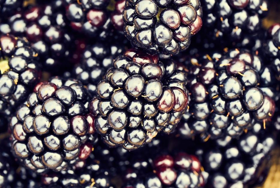 Brombeeren-Früchte-1024x683.jpg