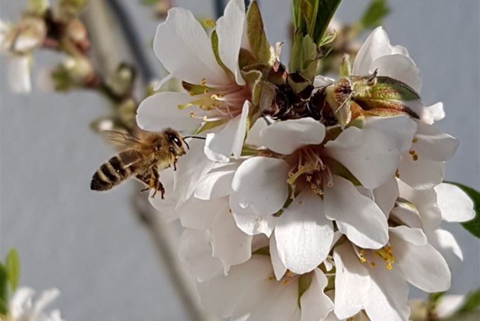 Mandelblüte-687x1024.jpg