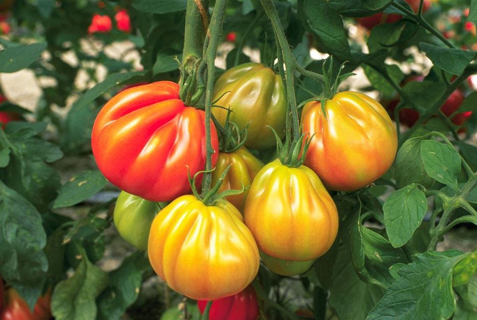 Italienische Tomaten Reif und Überreif.jpg