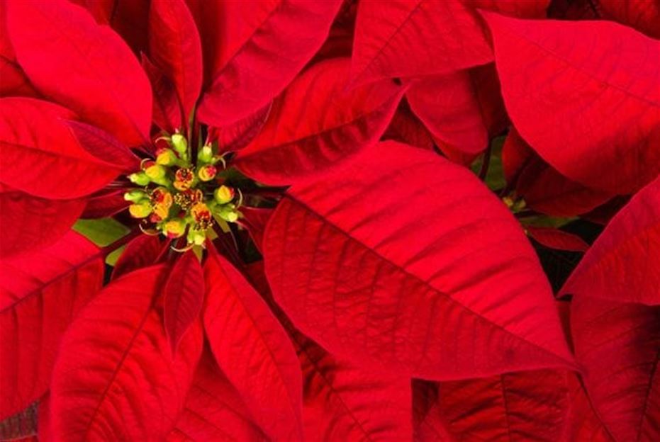 PH-Weihnachtsstern-rot1-570x382.jpg