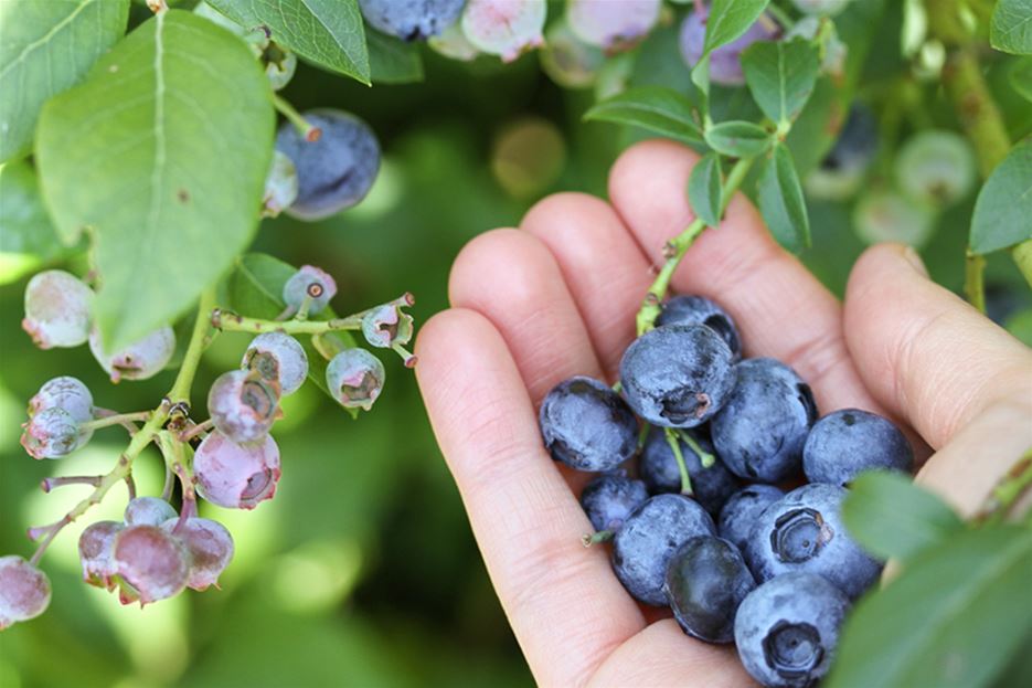 Heidelbeeren in Hand 2.jpg