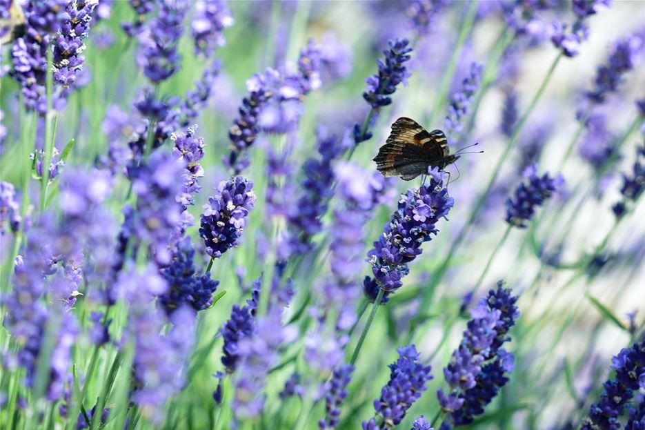 schmetterling lavendel fotolia.jpg