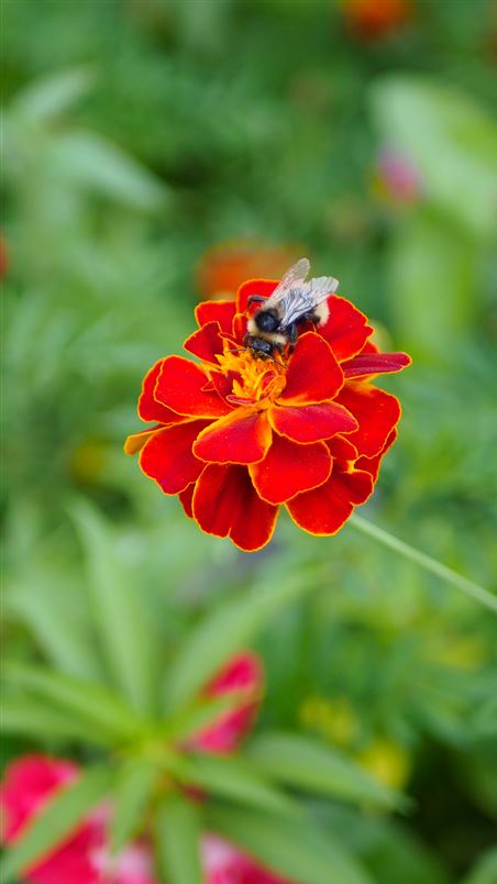 Blumenwiese Story Blume mit Biene.jpg