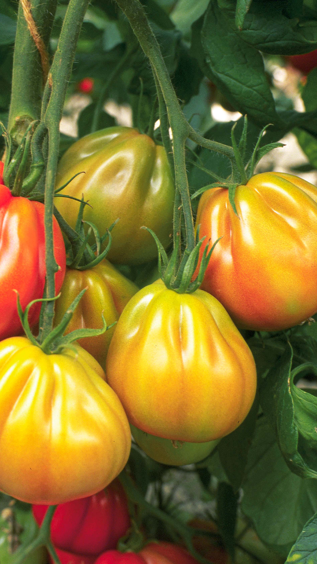 Tomaten grün ernten Story.jpg