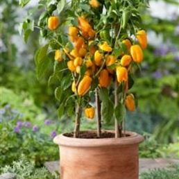 Capsicum-Lubega-Mini-Yellow-0219-klein-224x300.jpg