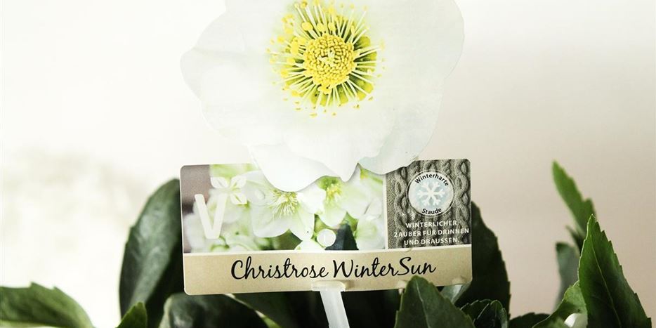 christrose-Wintersun-2.jpg