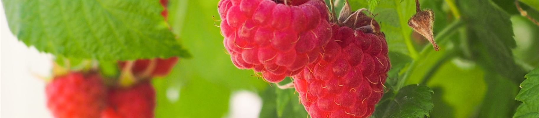 himbeeren am strauch2bearb.jpg