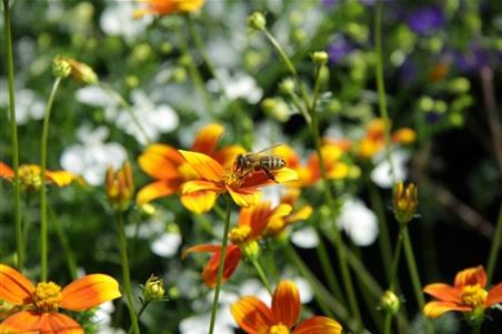 Bienenweide-Bidens-Zweizahn-Biene-1170x780-934x622-proportionalsmallest.jpg