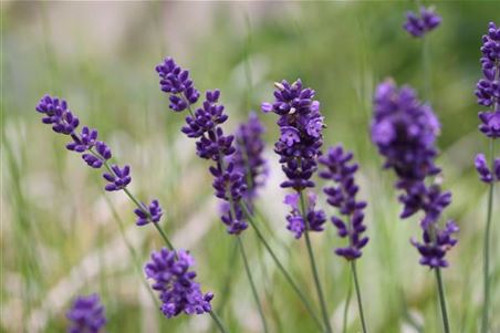 Lavendel Wirkung.JPG