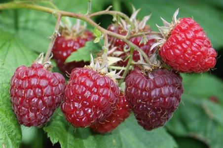 Himbeeren Robuste Sorten.jpg