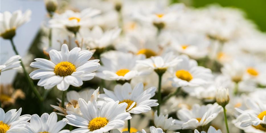 Strauchmargeriten im Kübel.jpg