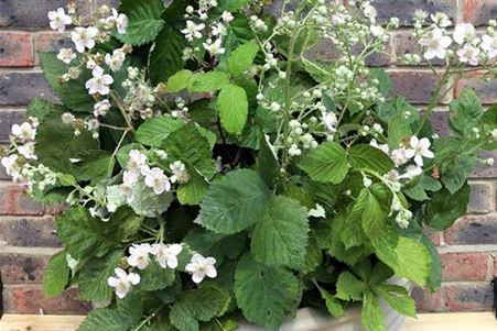 Brombeere 'Coolaris® Patio Black'.jpeg