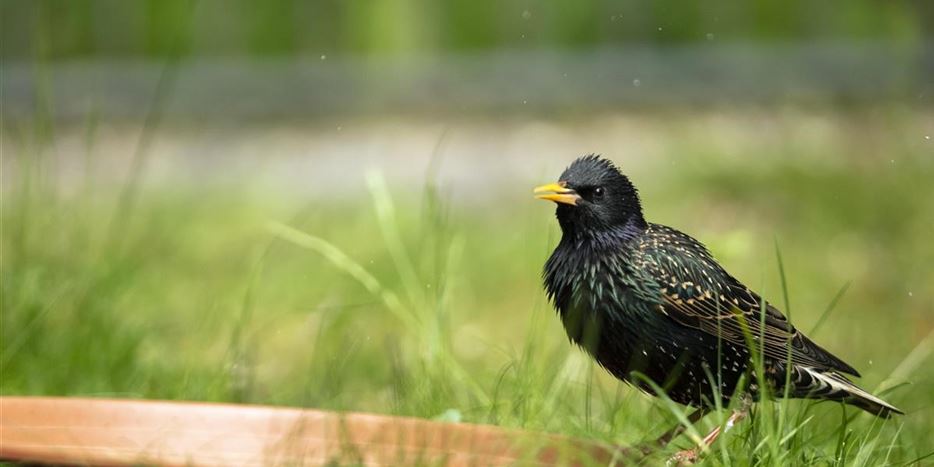 Vogelfreundlicher-garten.jpg