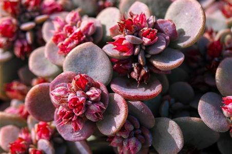 sedum winter.jpg