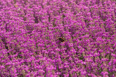 Schmetterling auf Heide_.jpg