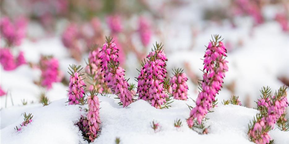 Winter - Heide im Schnee.jpg