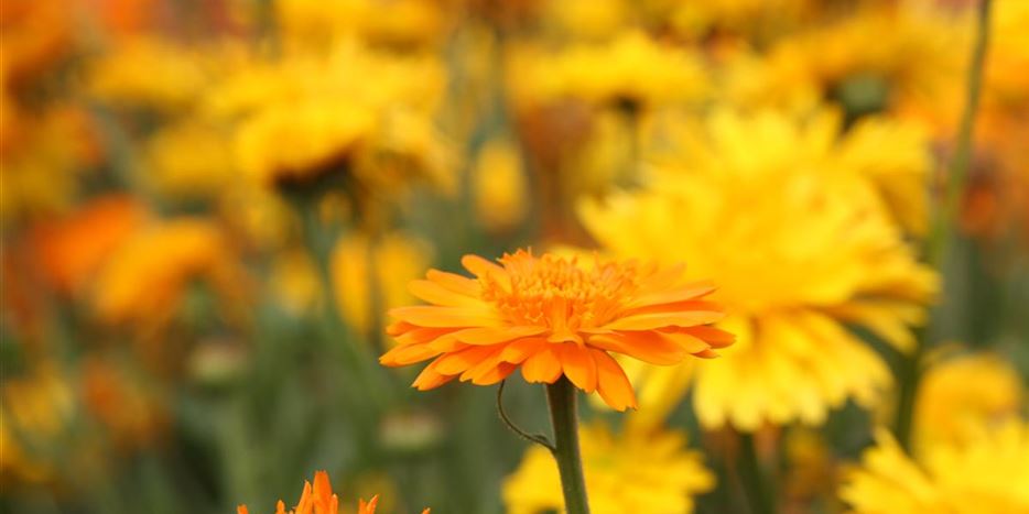 Calendula Biene Ringelblume (10).JPG