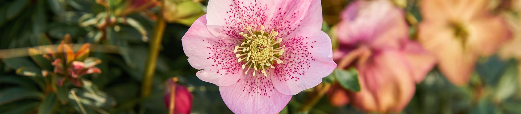 Schneerose Snow Rose Pink Sky.jpg