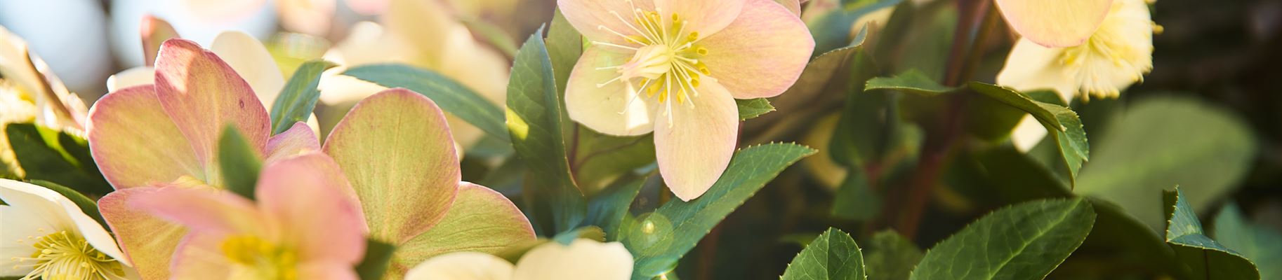 Volmary Helleborus.jpg