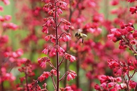 heuchera.jpg