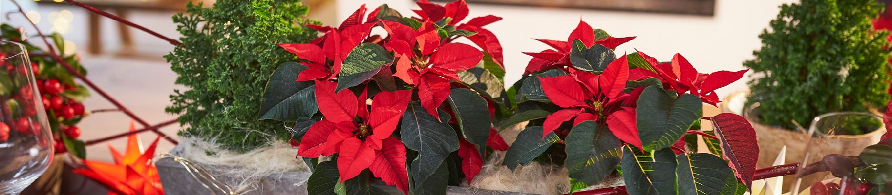 poinsettien-tischdeko.jpg