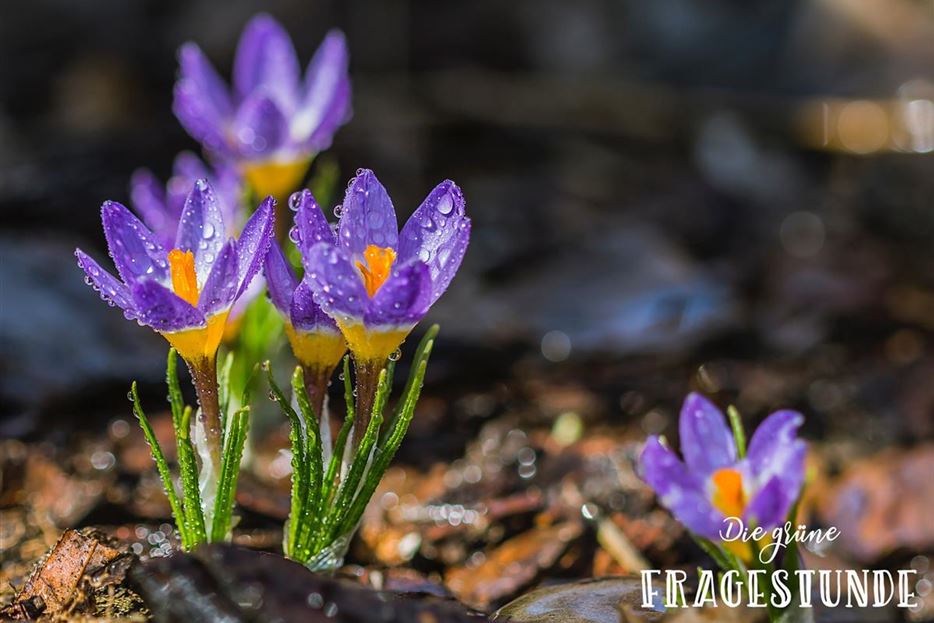 krokus-februar.jpg