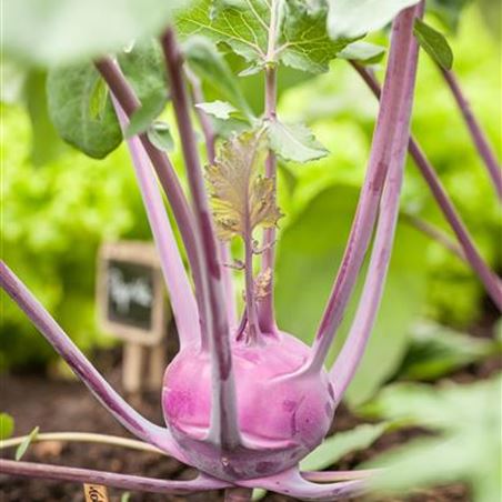 kohlrabi-pflanzen.jpg