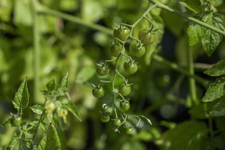 tomatenanzucht temperatur.jpg