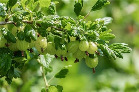 obstgehoelze duengen stachelbeere.jpg