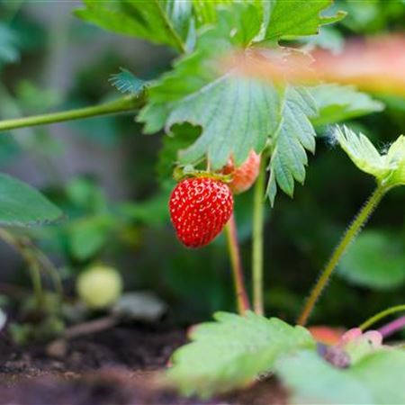 erdbeeren duengen und giessen volmary.jpg