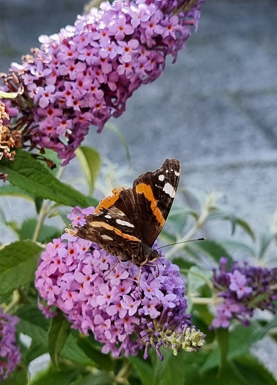 zwergschmetterlingsflieder-mit-schmetterling.jpg