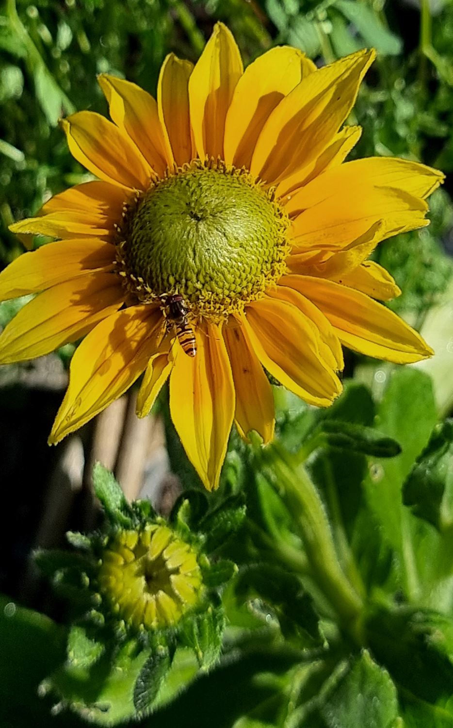 rudbeckia-spaetsommer.jpg