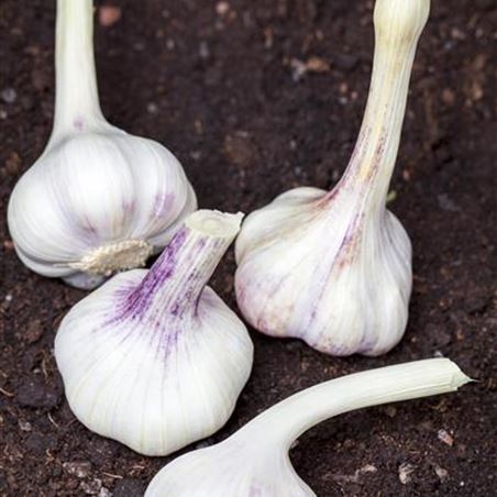 GS457330_Allium sativum_.jpg