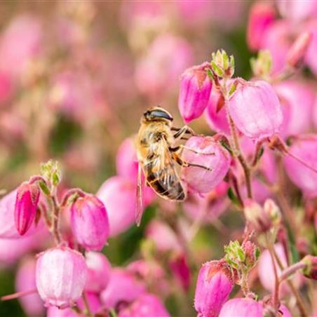 heidekraut-bienen.jpg