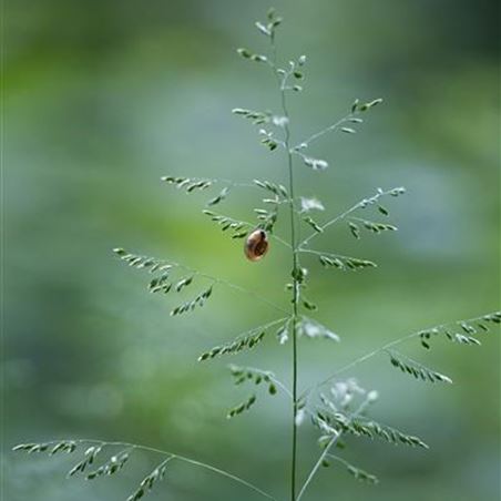 schneckeneier-im-beet.jpg