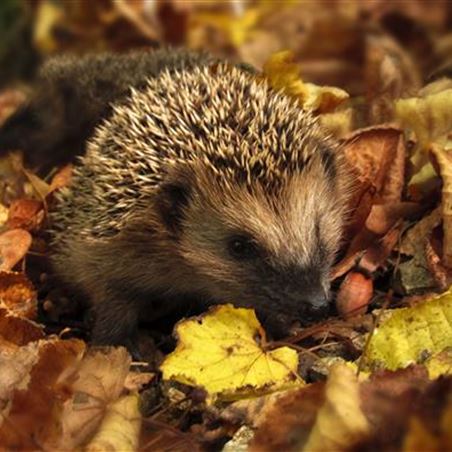 igel-unterstuetzen.jpg