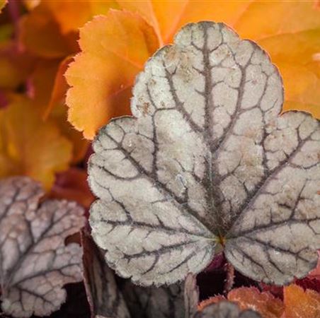 Heuchera Winterbeet.jpg