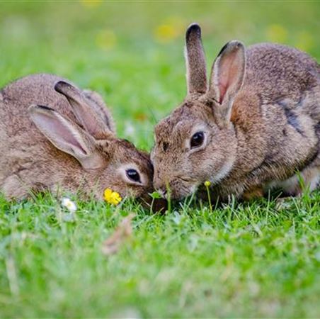 kaninchen-kohl-schutz.jpg