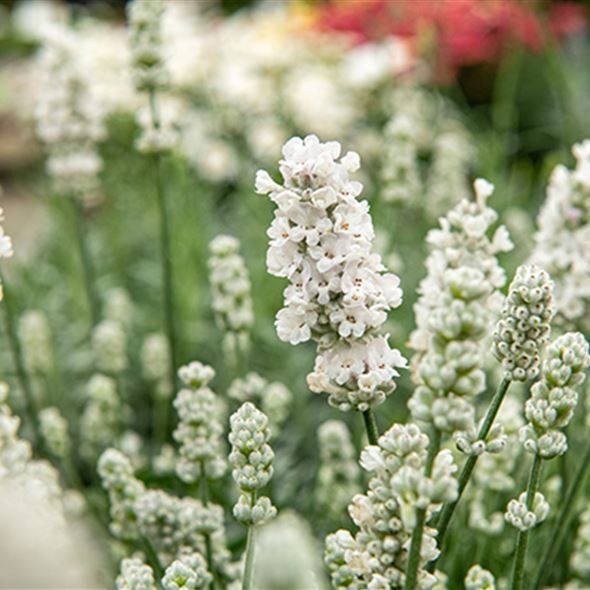 Lavendel-im-garten.jpg