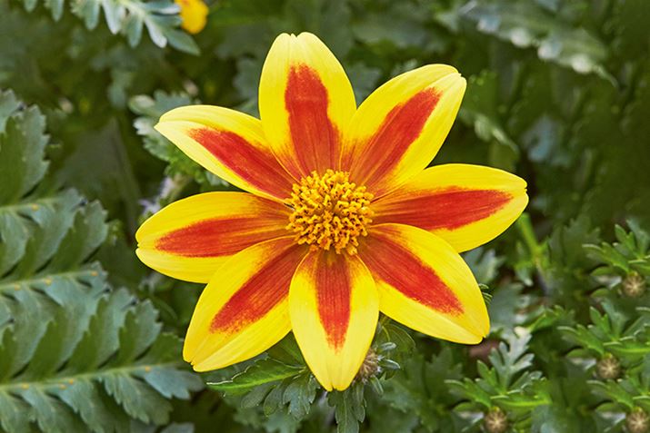 Bidens-Taka-Tuka-Yellow-Red-Star.jpg