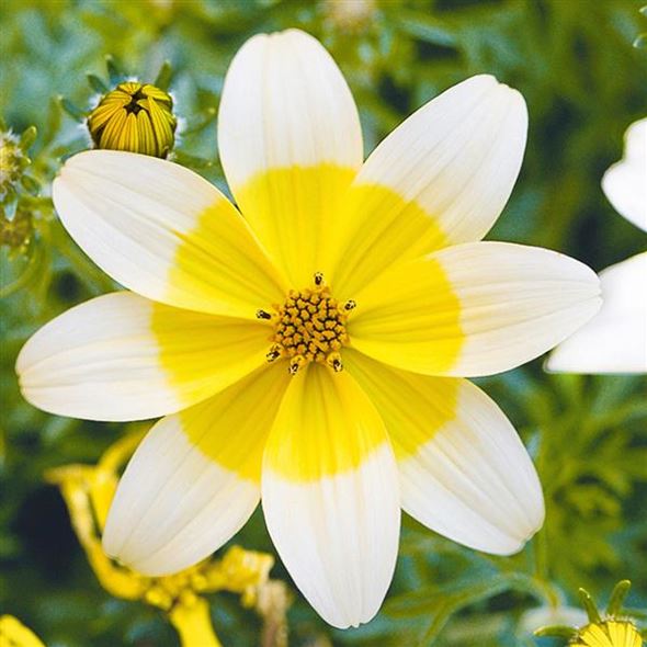 Bidens-Taka-Tuka-Yellow-White.jpg