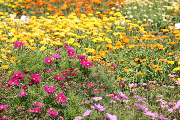 bunte-Sommerblumen.jpg