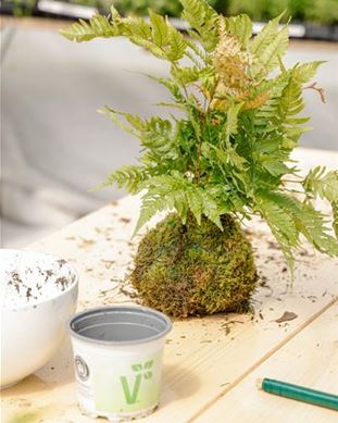 Kokedama mit Farn von Volmary.jpg