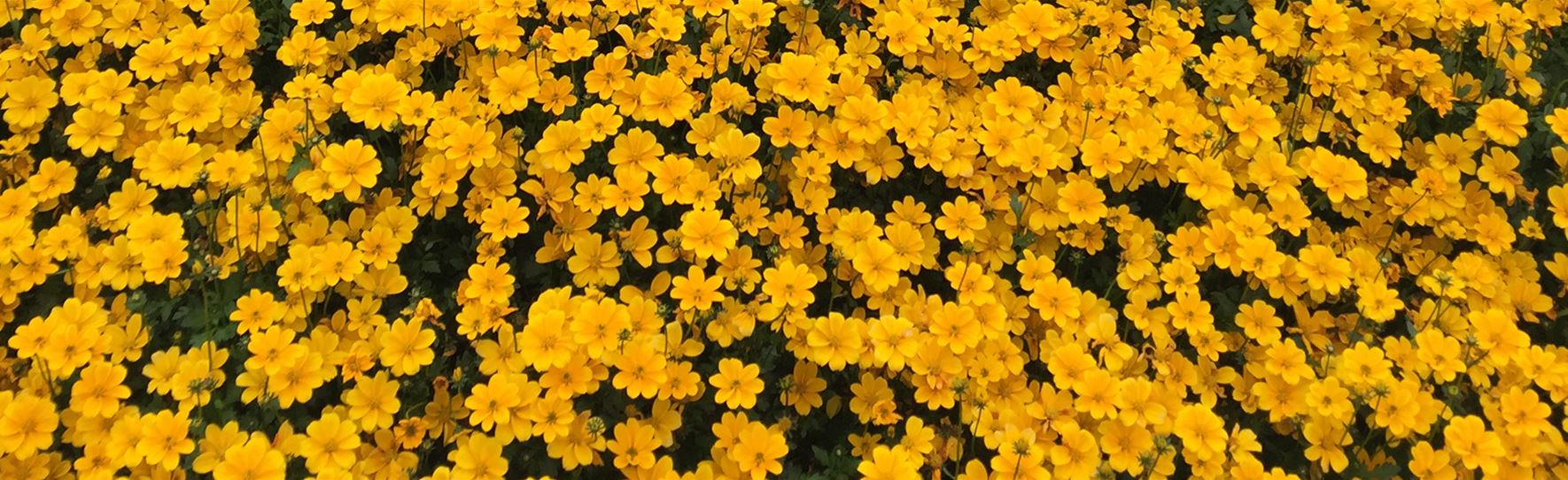 Bidens-Bidopsis.png